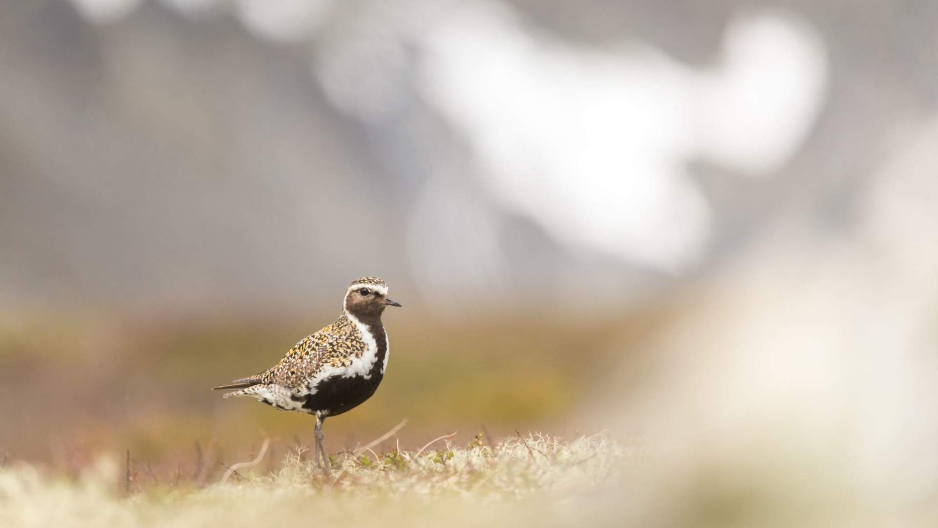 Fuglekikking med guide