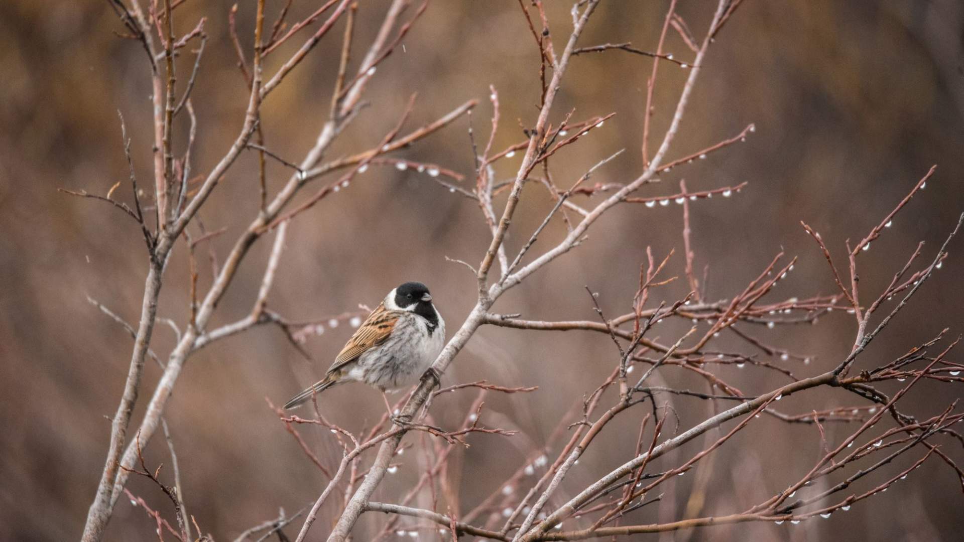 Fuglekikking med guide