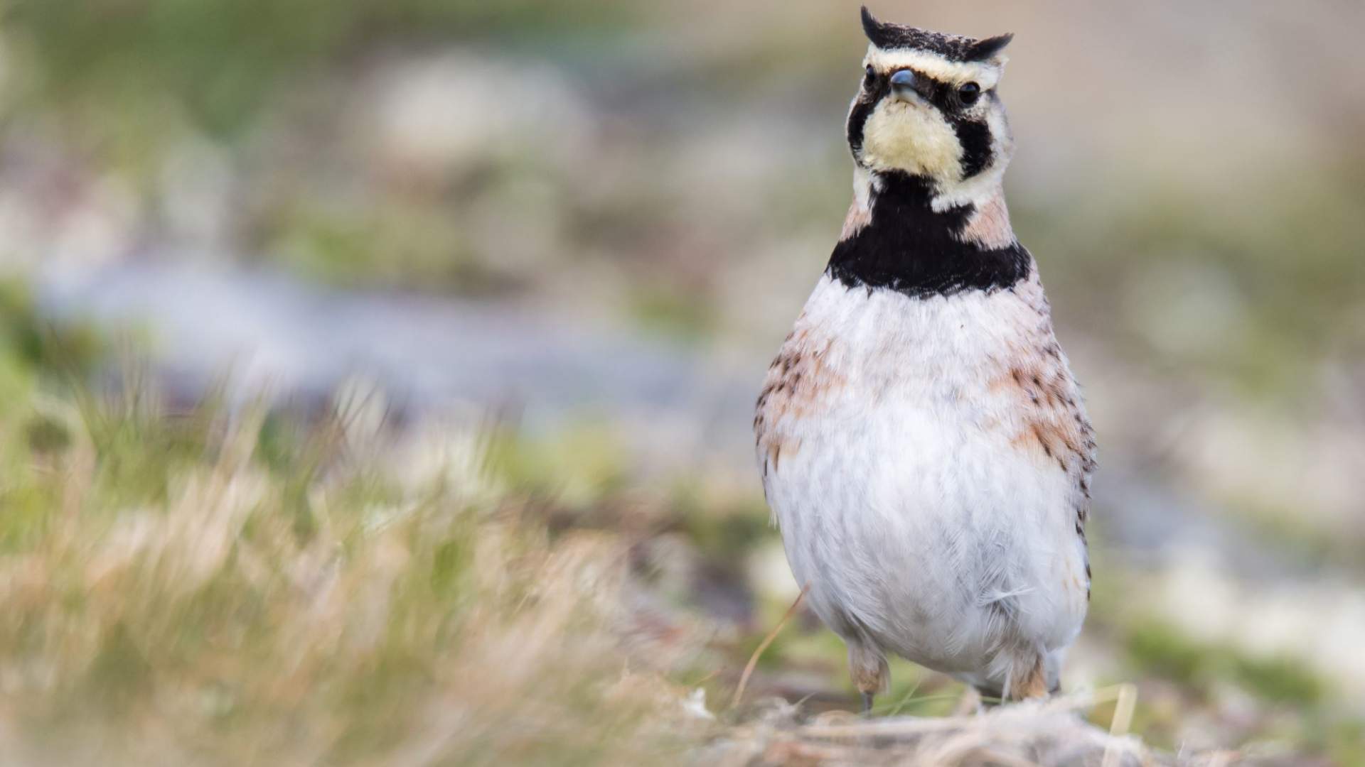 Fuglekikking med guide