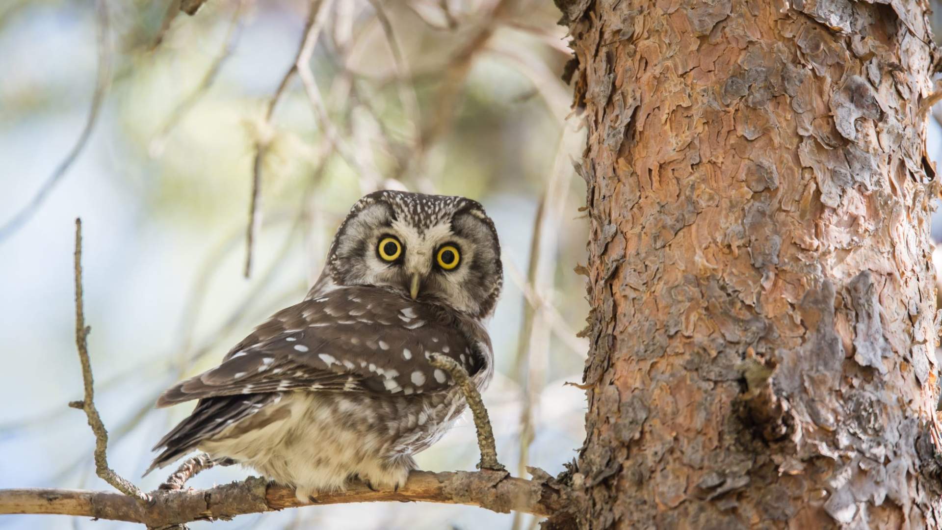 Fuglekikking med guide