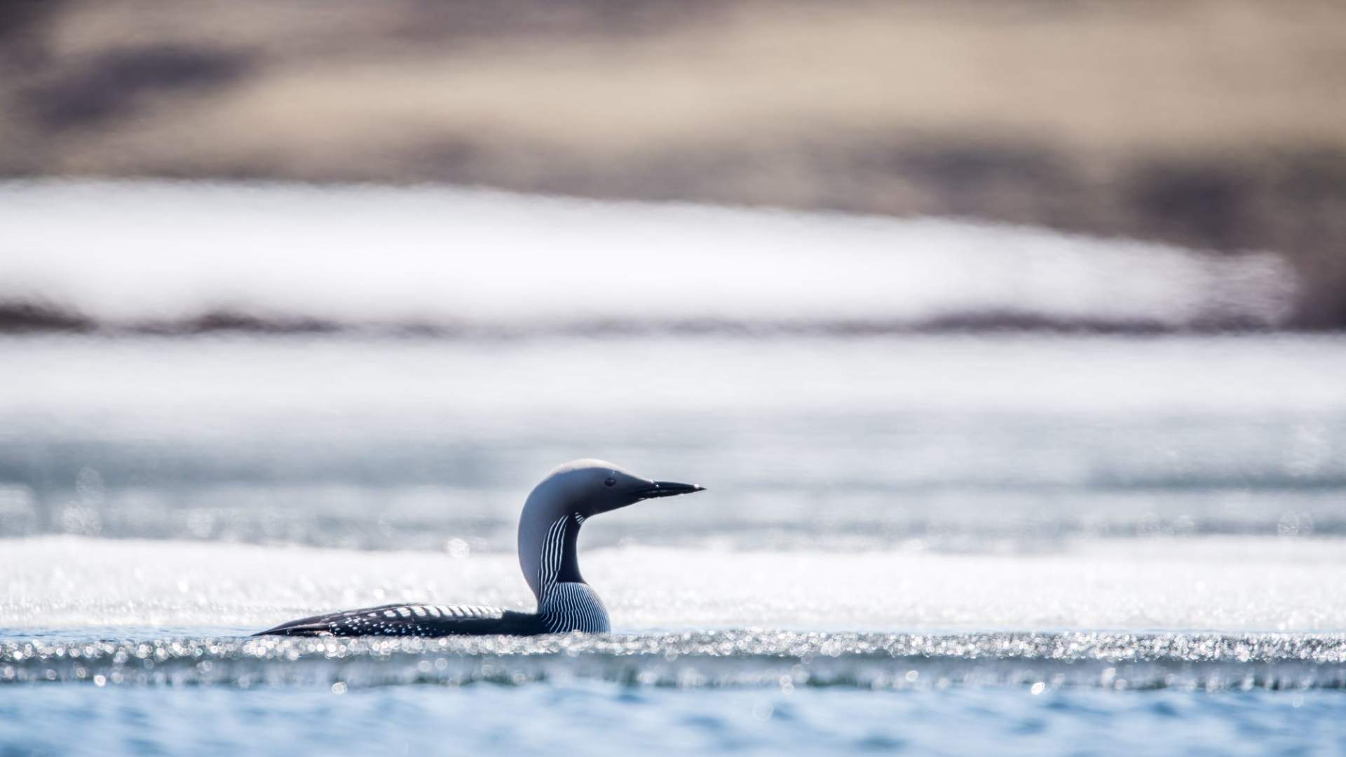 Fuglekikking med guide