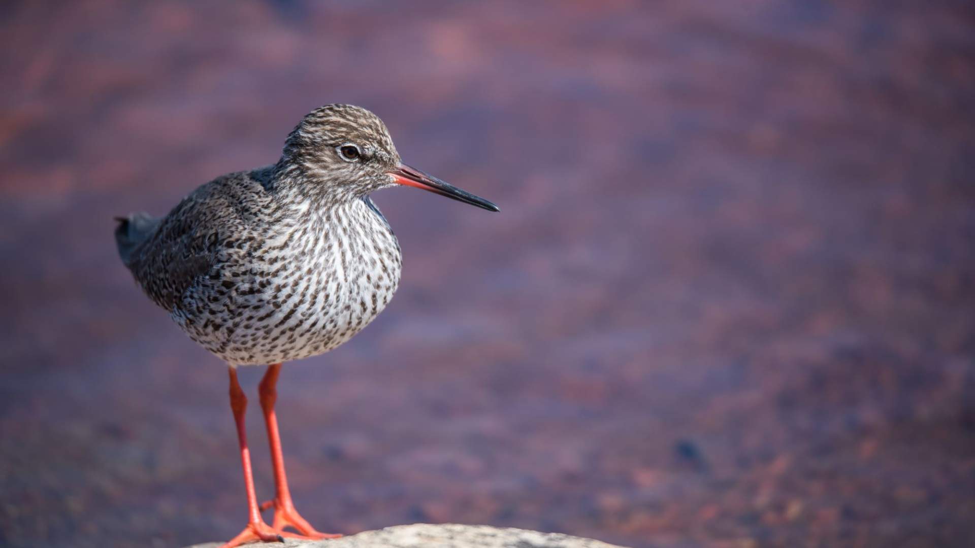 Fuglekikking med guide