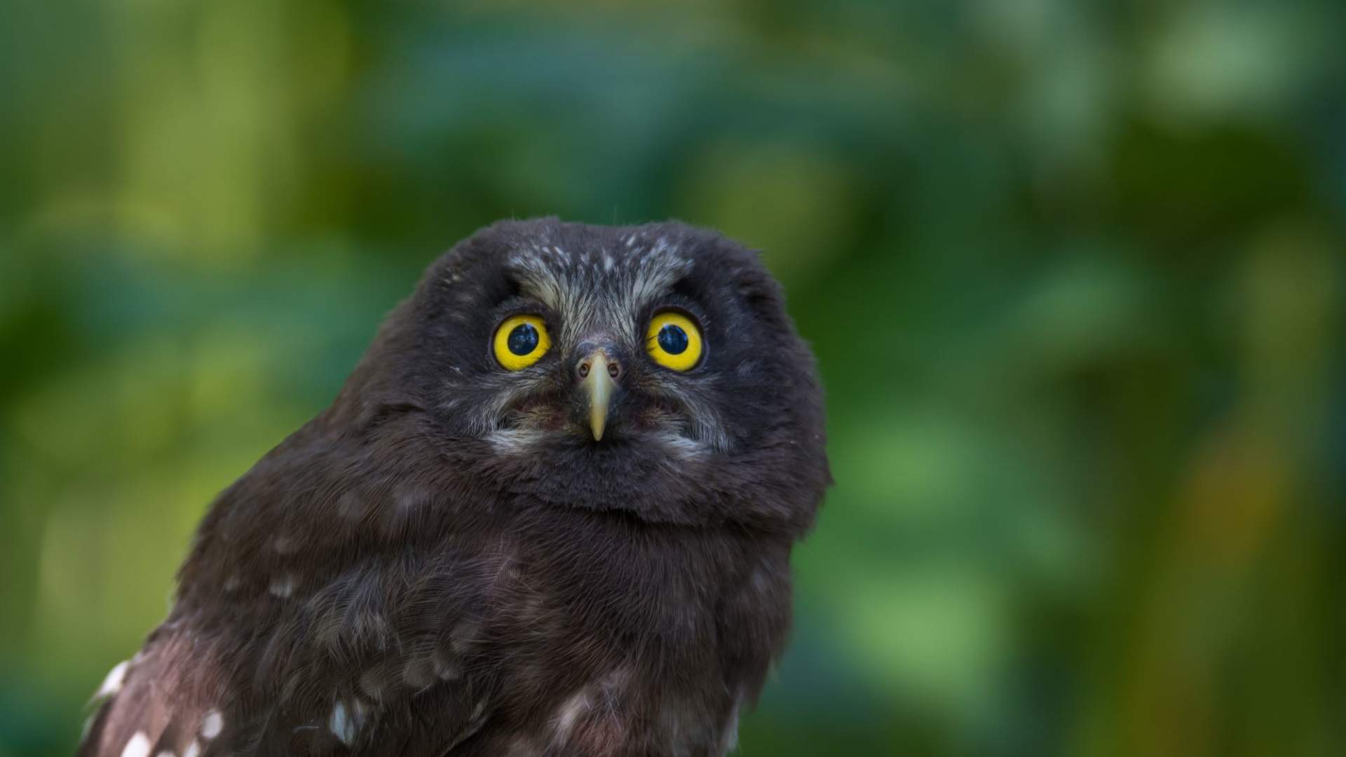 Fuglekikking med guide