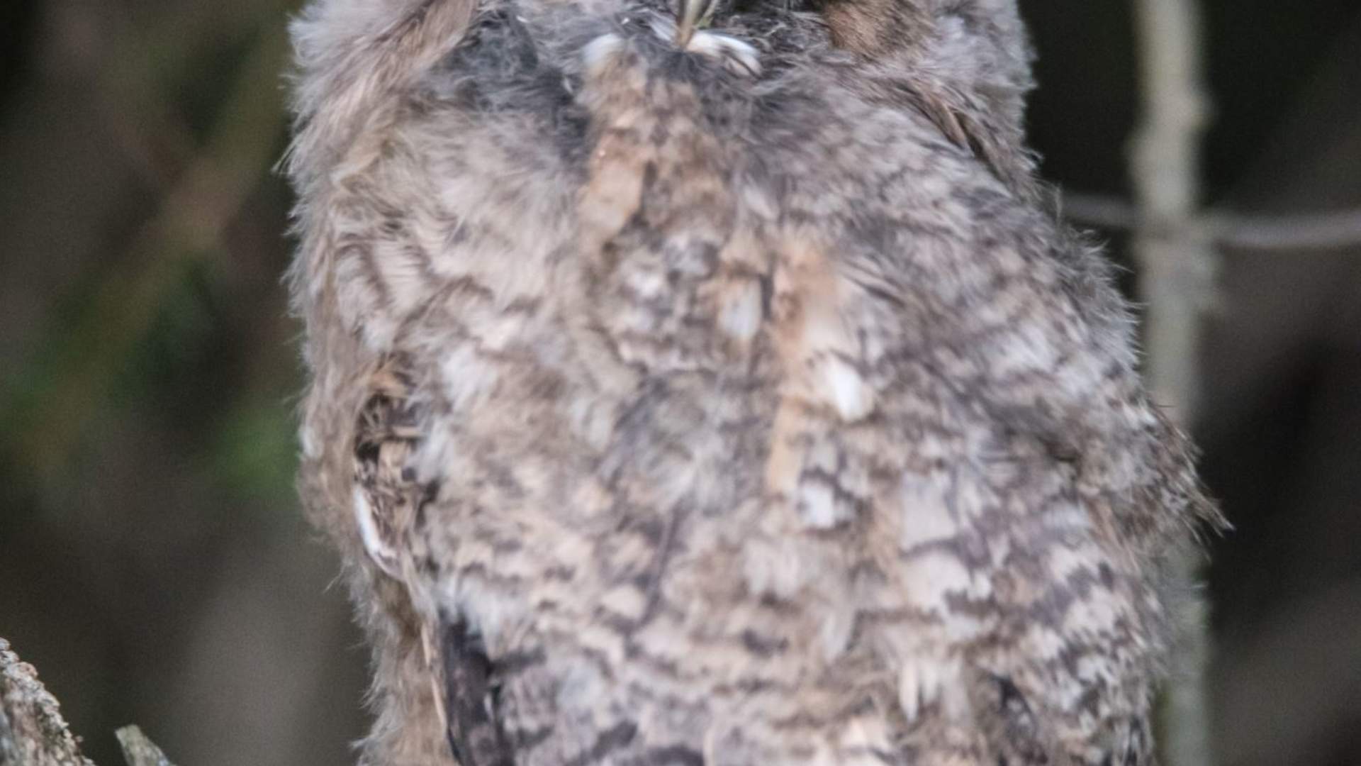 Fuglekikking med guide