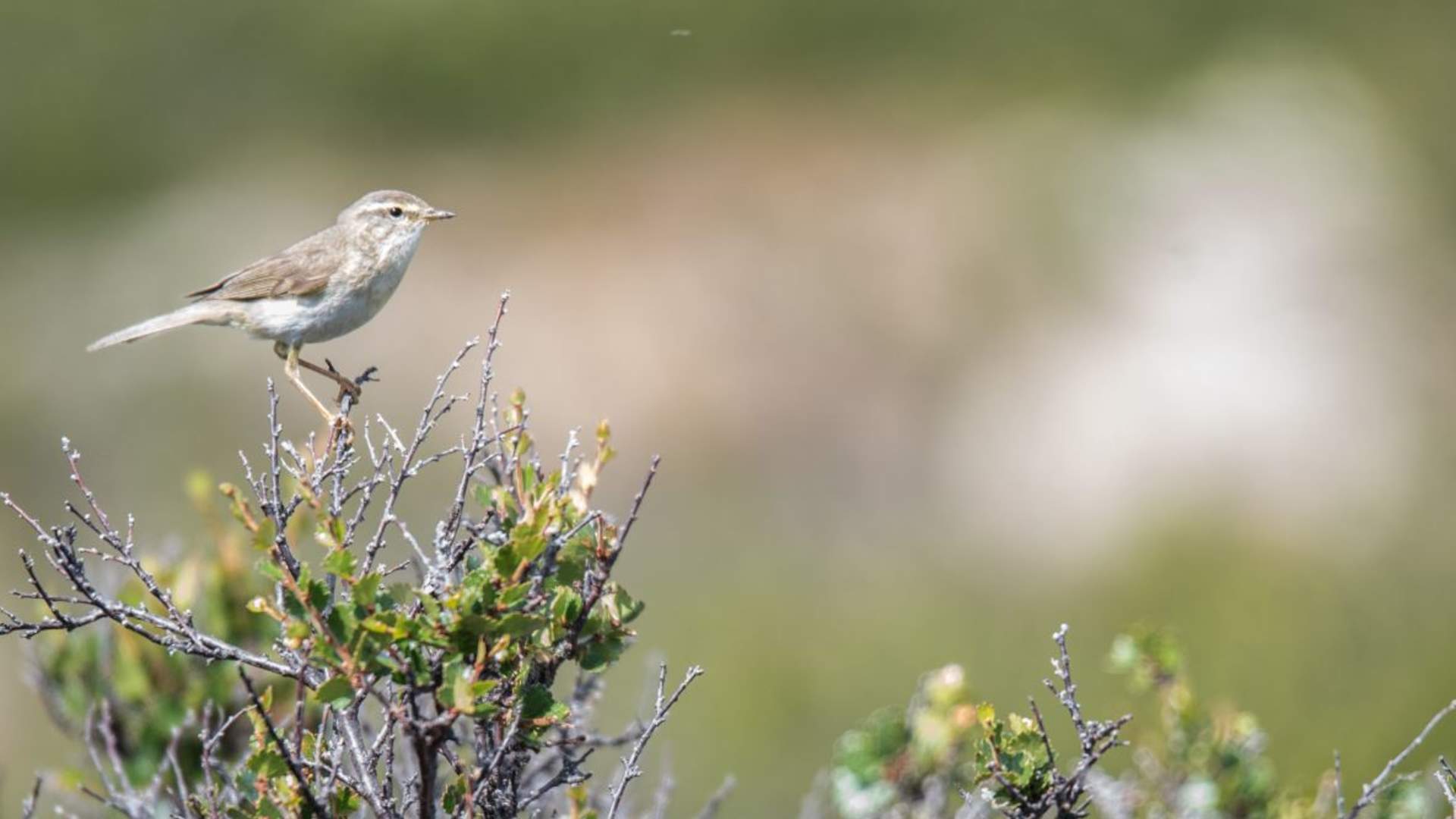 Fuglekikking med guide