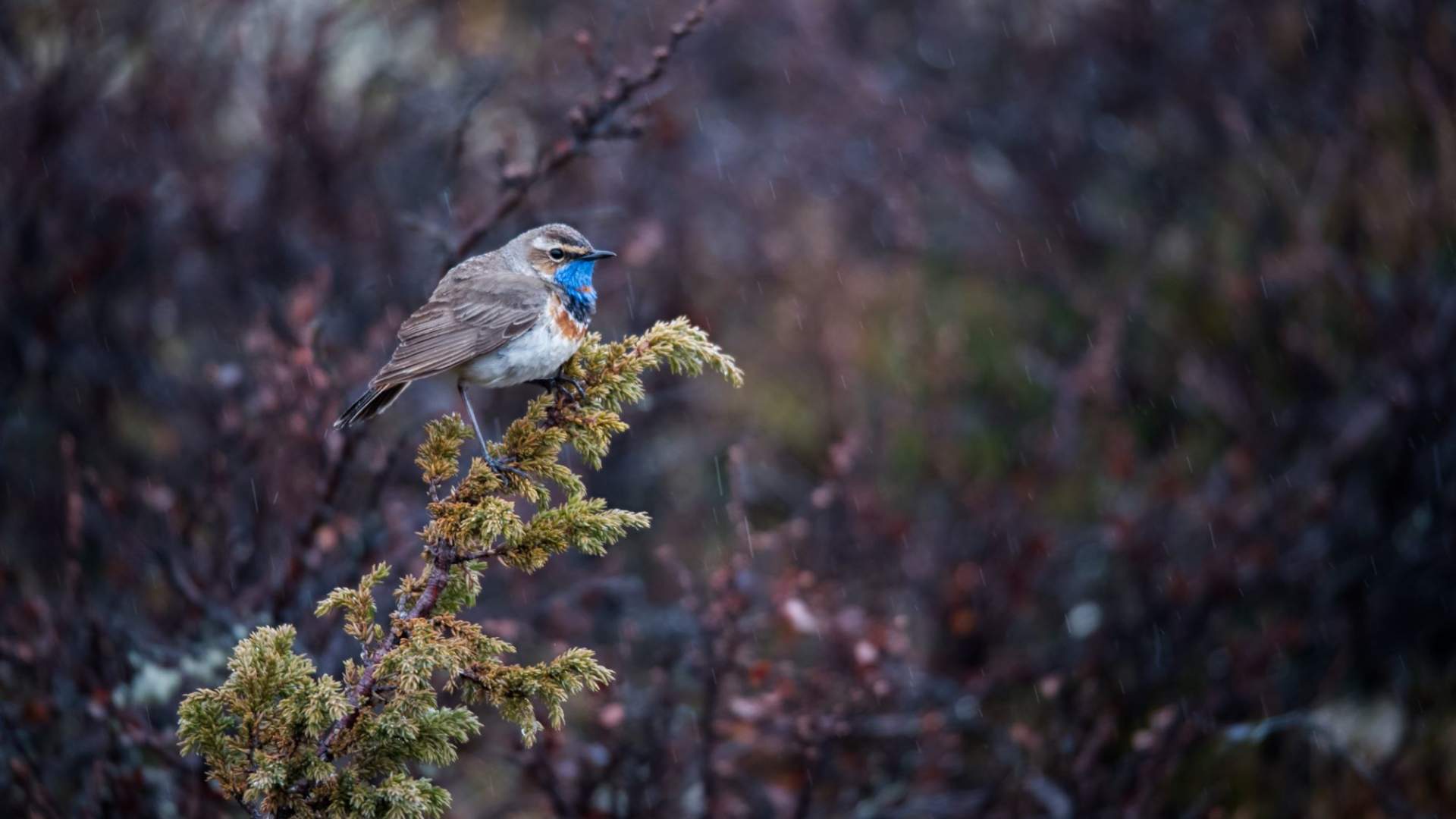 Fuglekikking med guide
