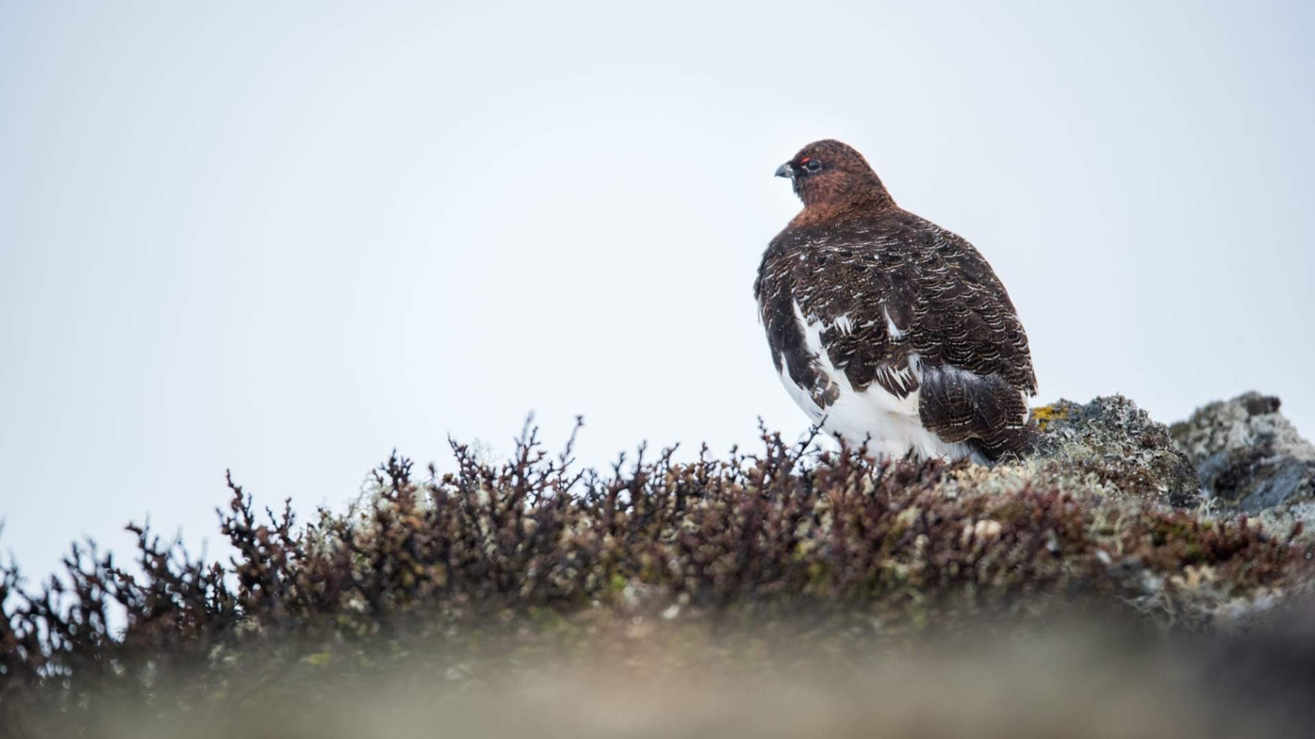 Fuglekikking med guide