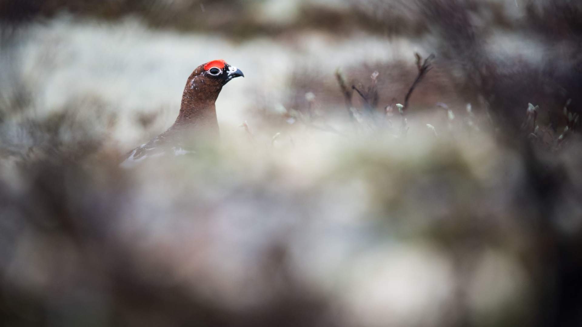 Fuglekikking med guide