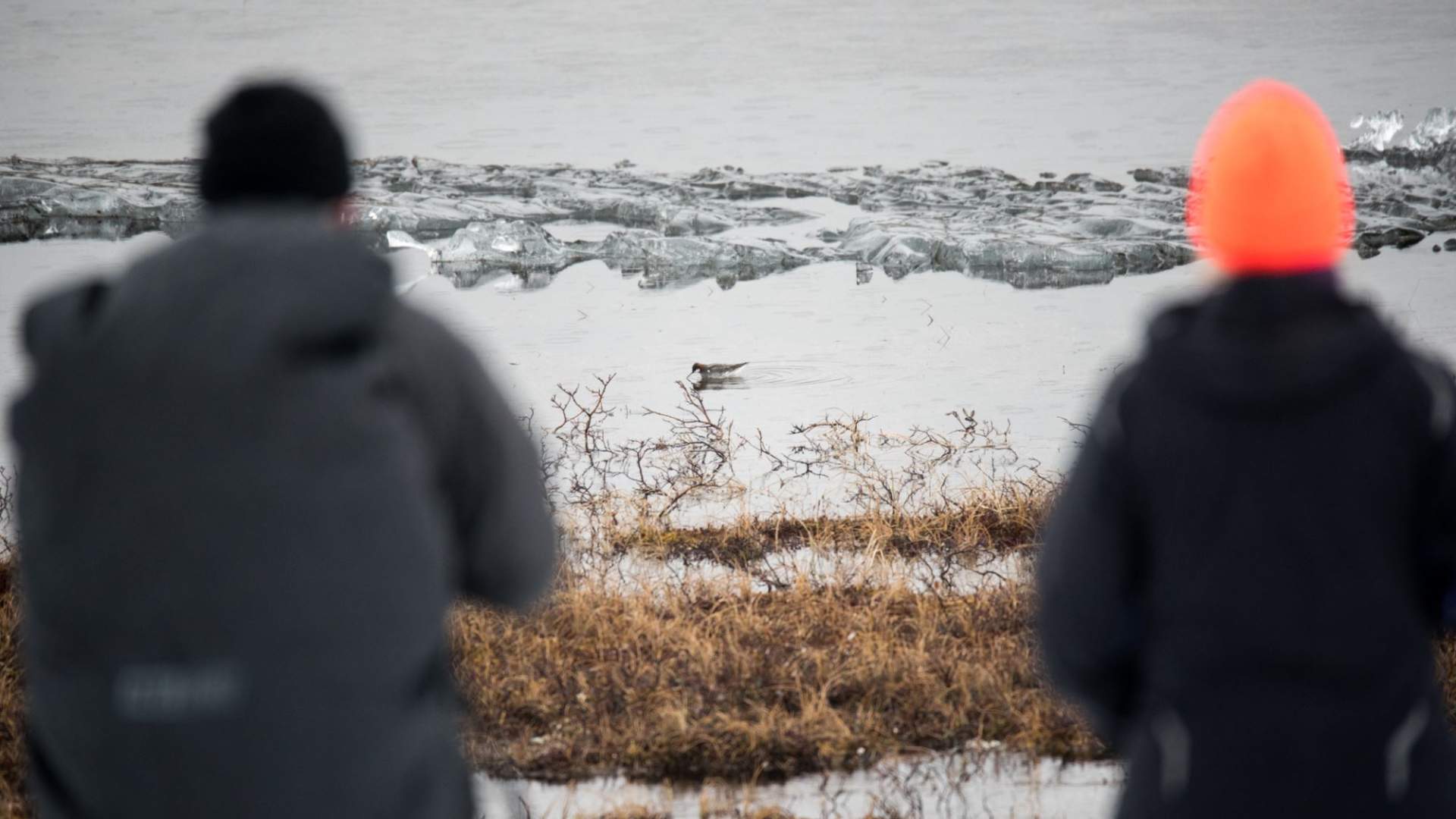 Fuglekikking med guide