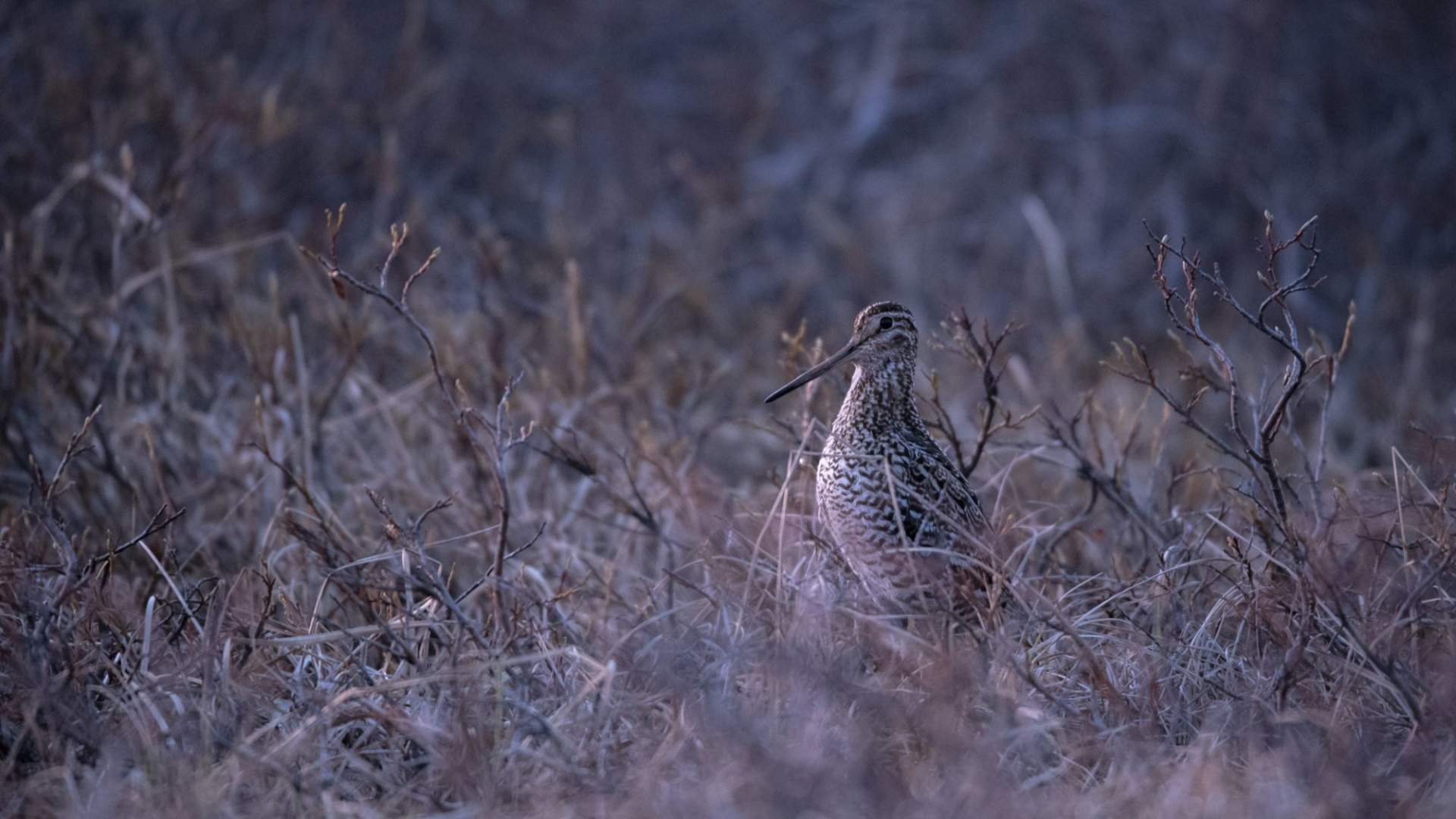 Fuglekikking med guide