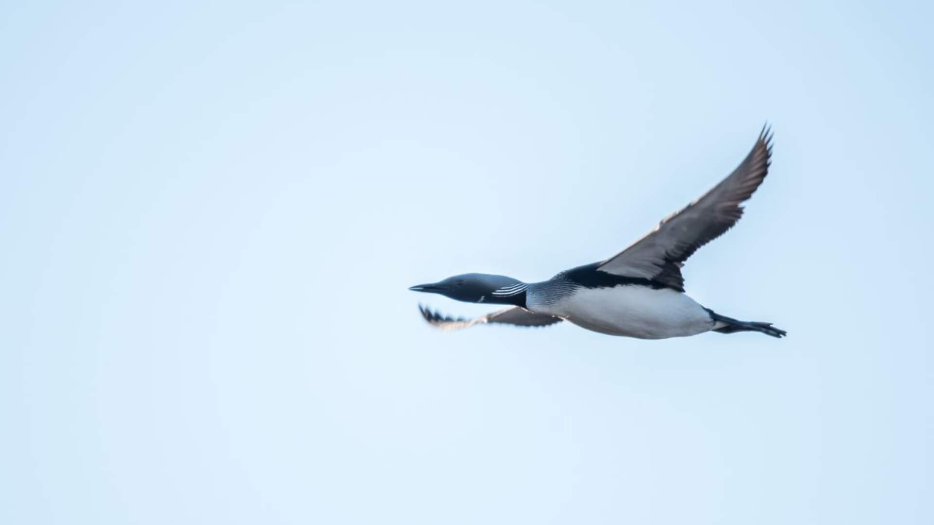 Fuglekikking med guide