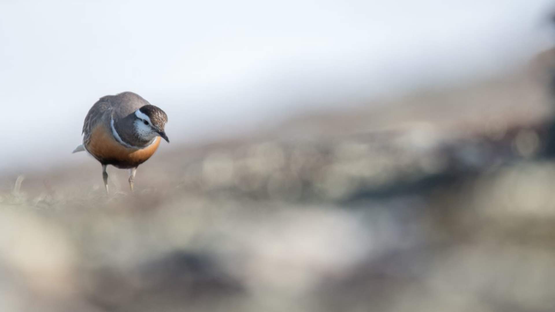 Fuglekikking med guide