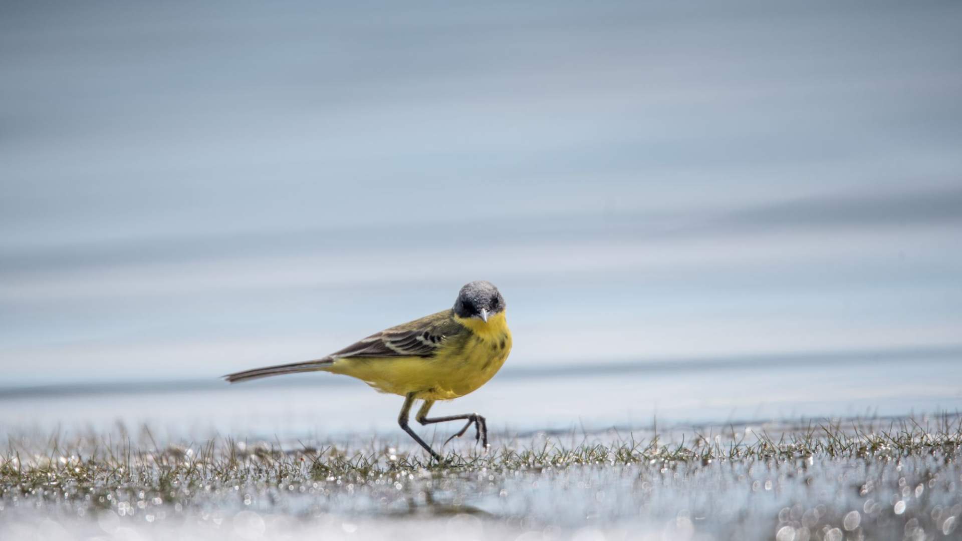 Fuglekikking med guide