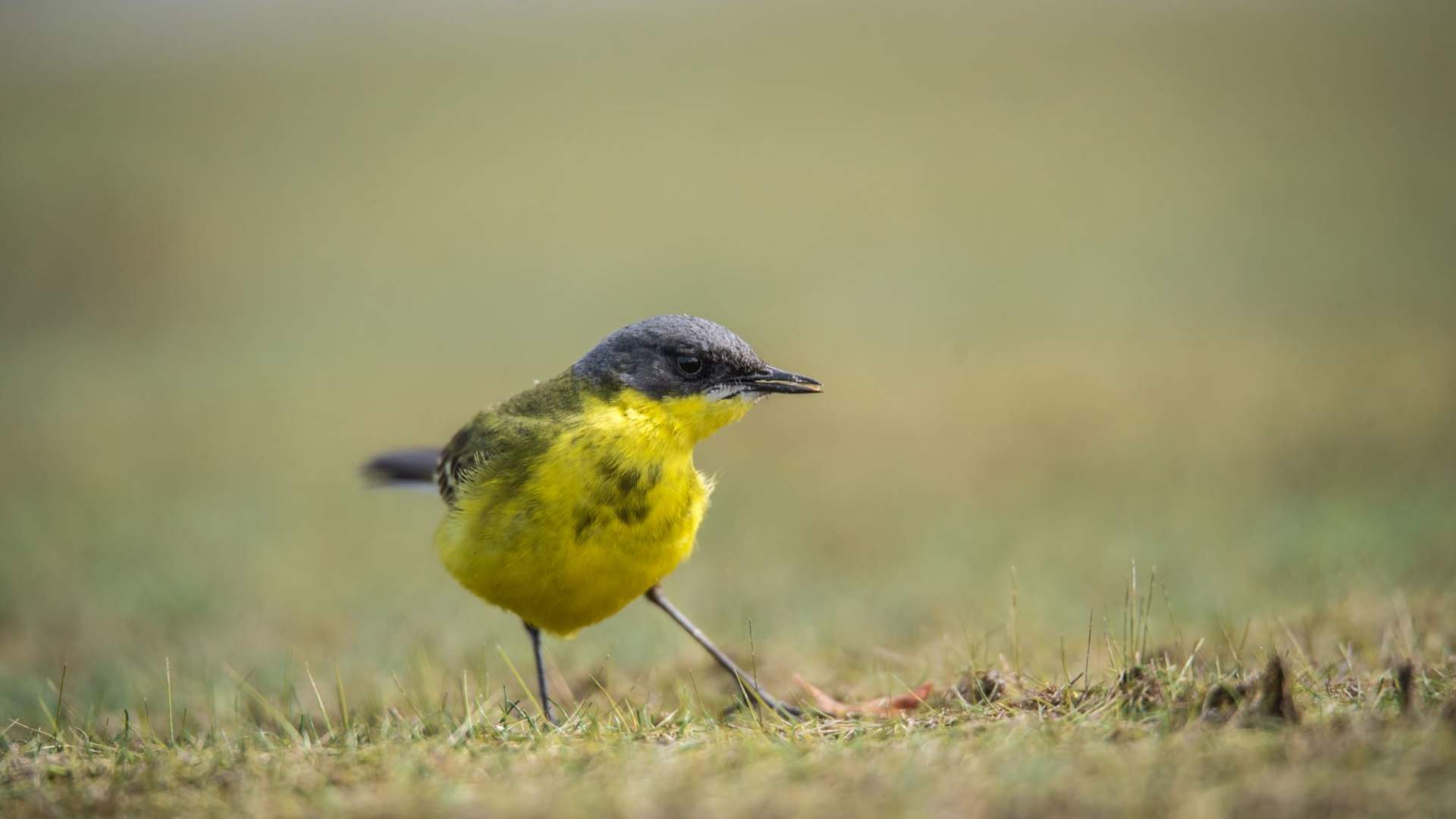 Fuglekikking med guide