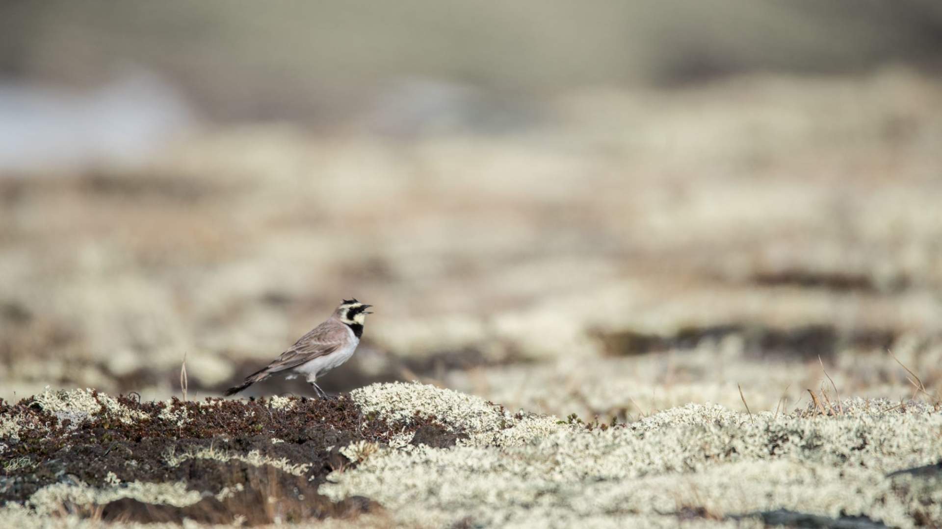 Fuglekikking med guide