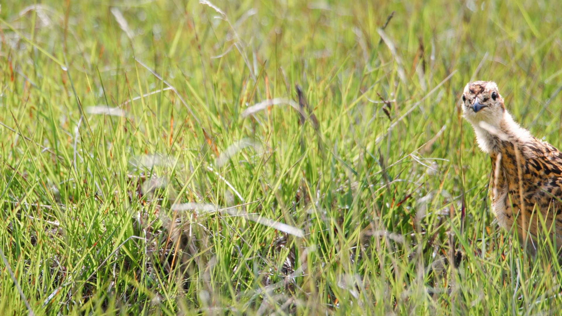 Fuglekikking med guide