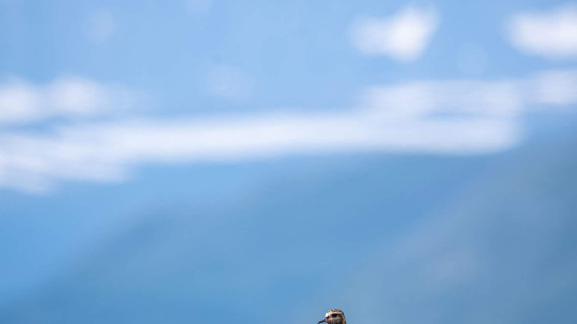 Fuglekikking med guide