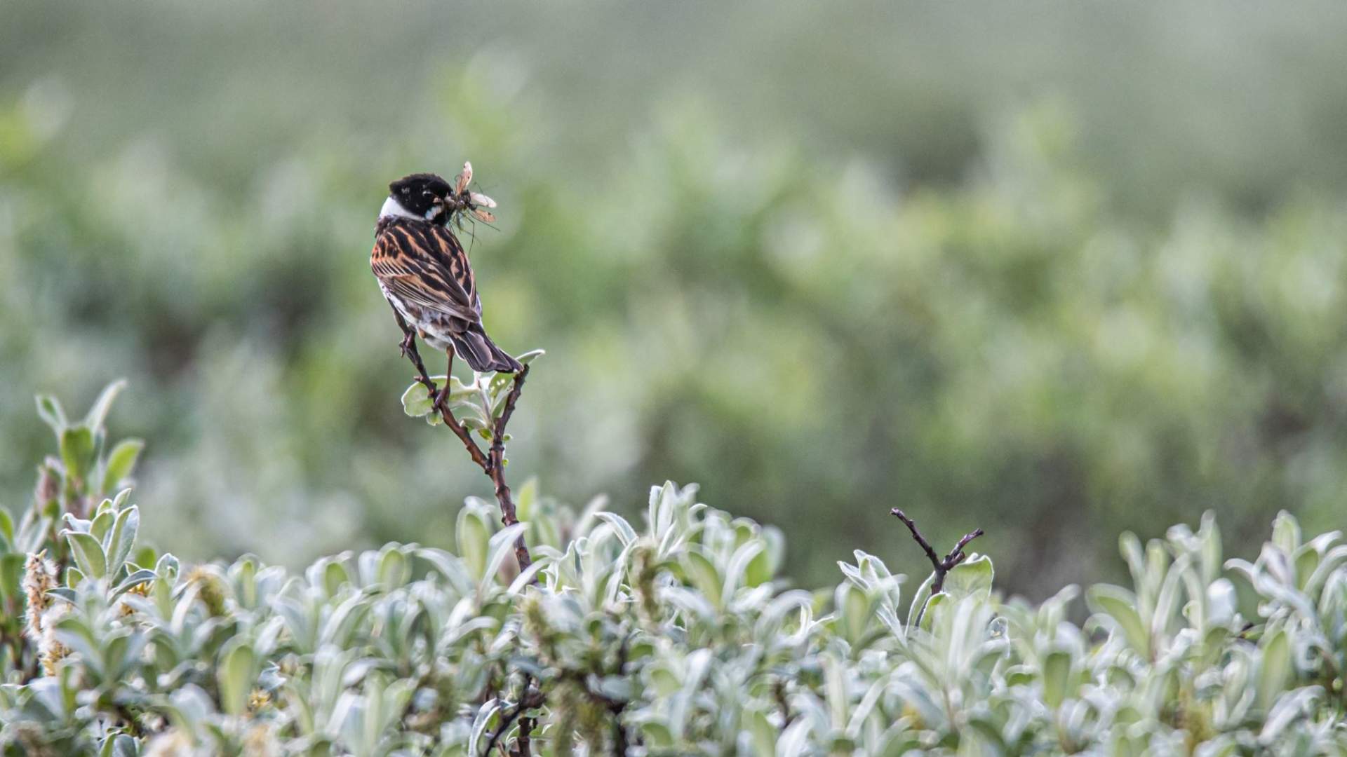 Bird watching along the East Coast - State Parks Blogs