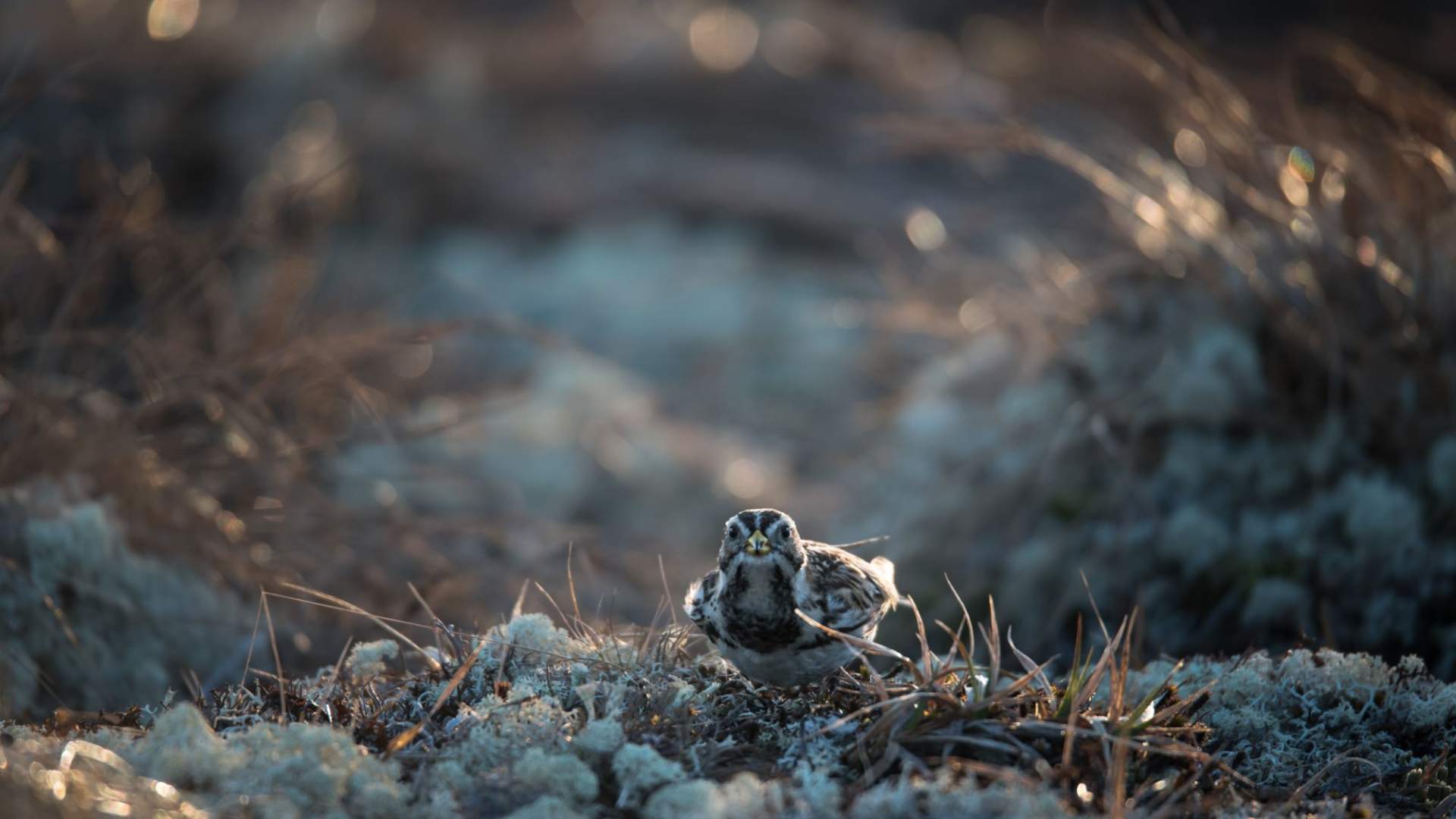 Fuglekikking med guide