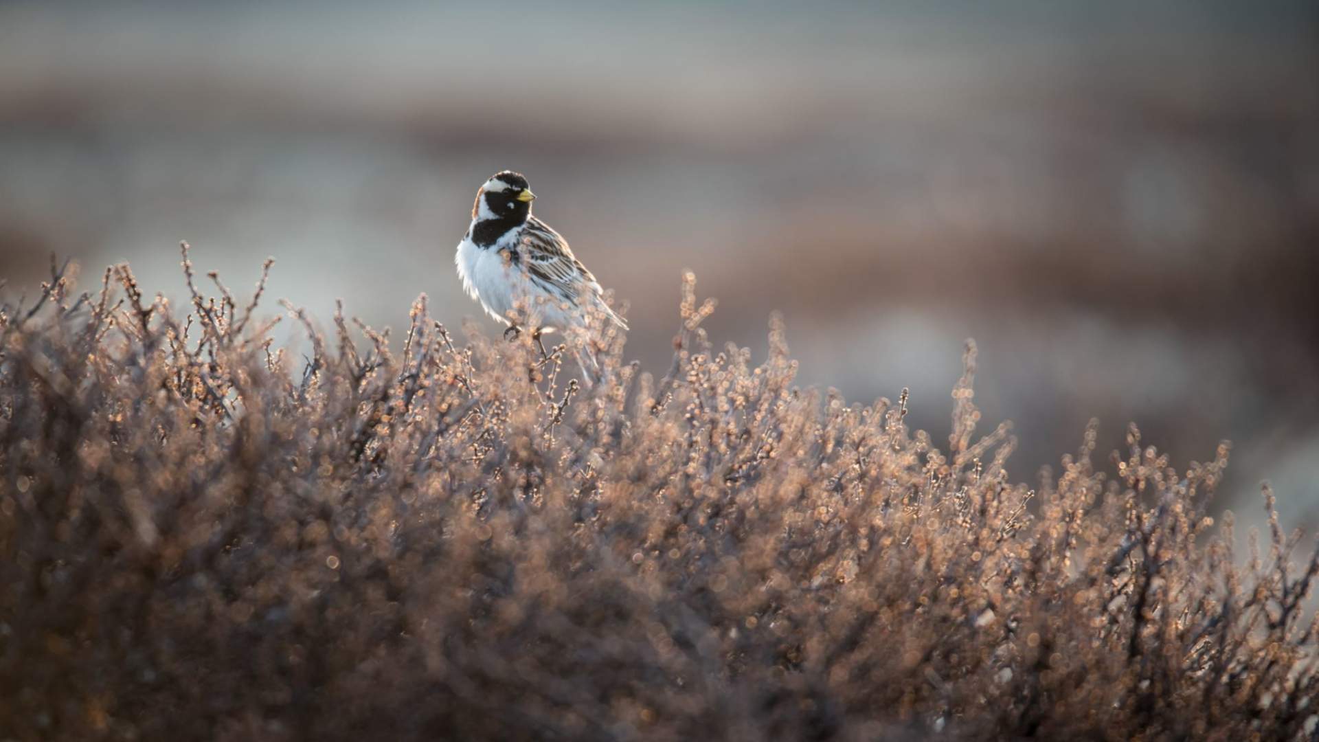 Fuglekikking med guide