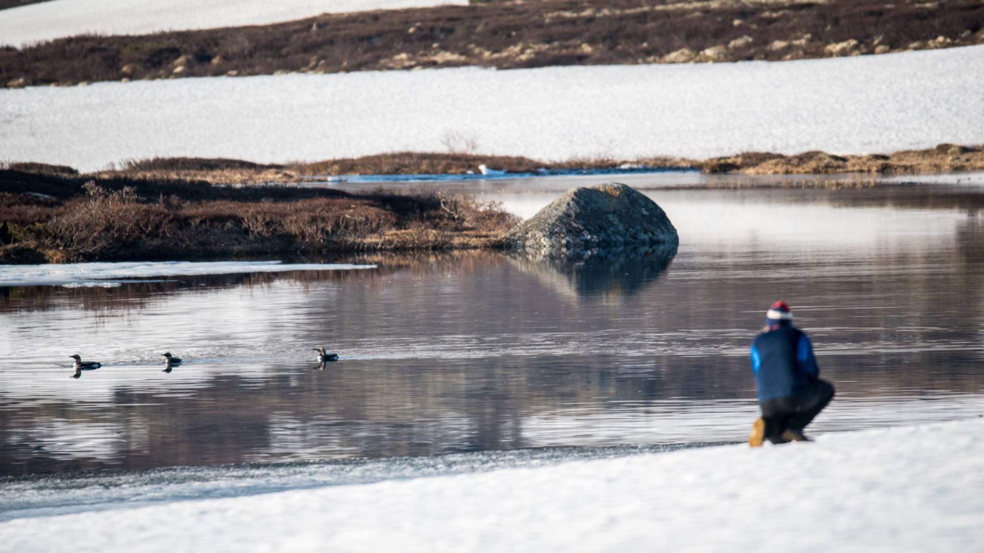 Fuglekikking med guide