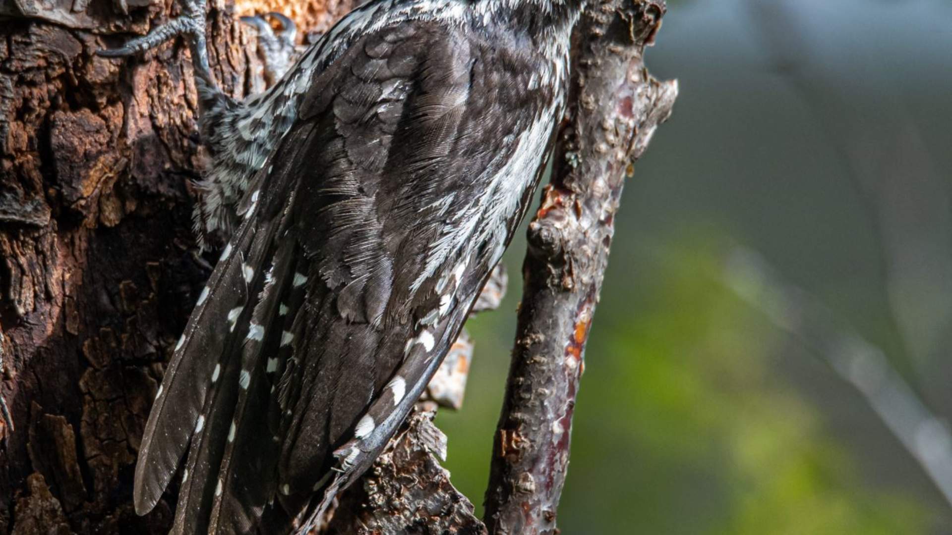 Fuglekikking med guide