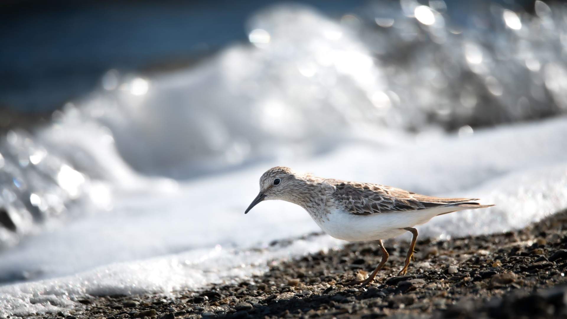 Fuglekikking med guide