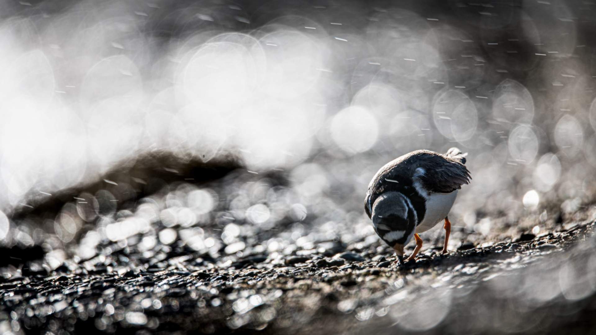 Fuglekikking med guide