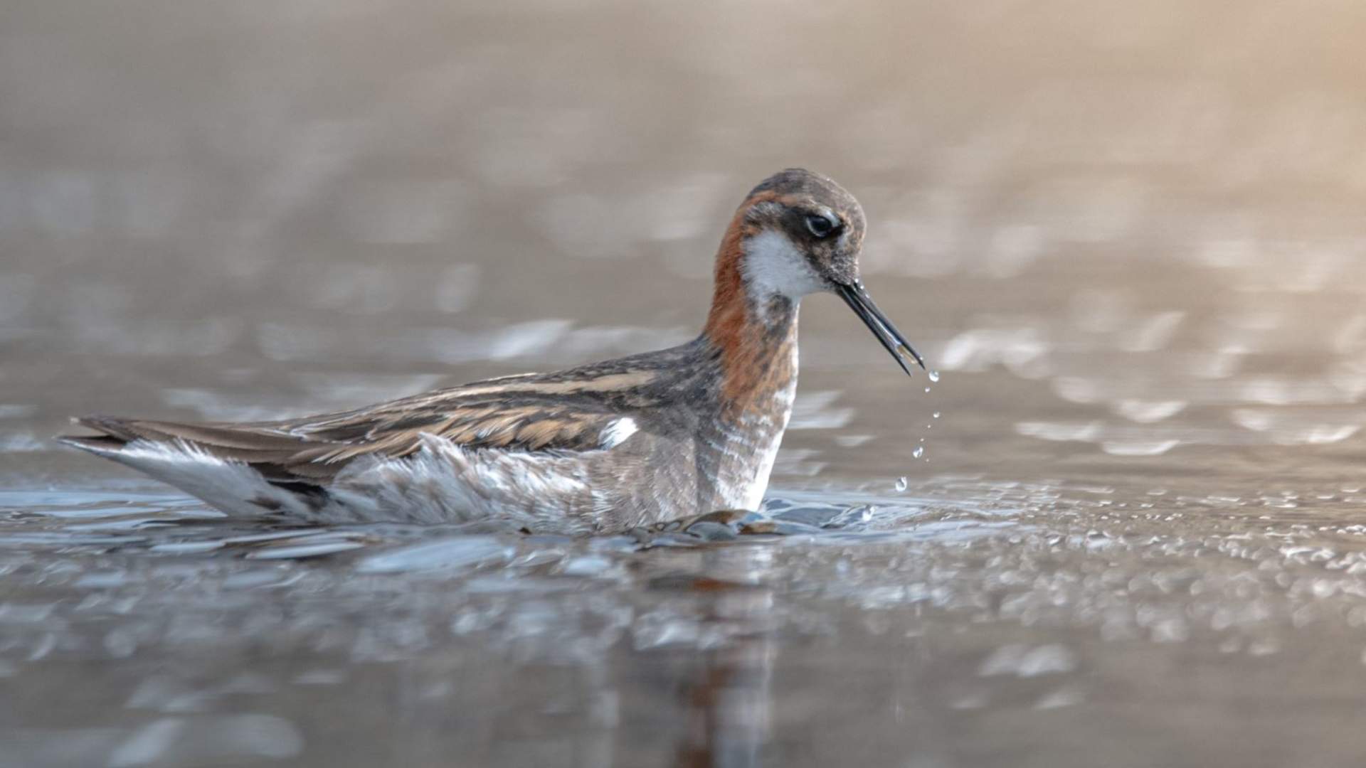 Fuglekikking med guide