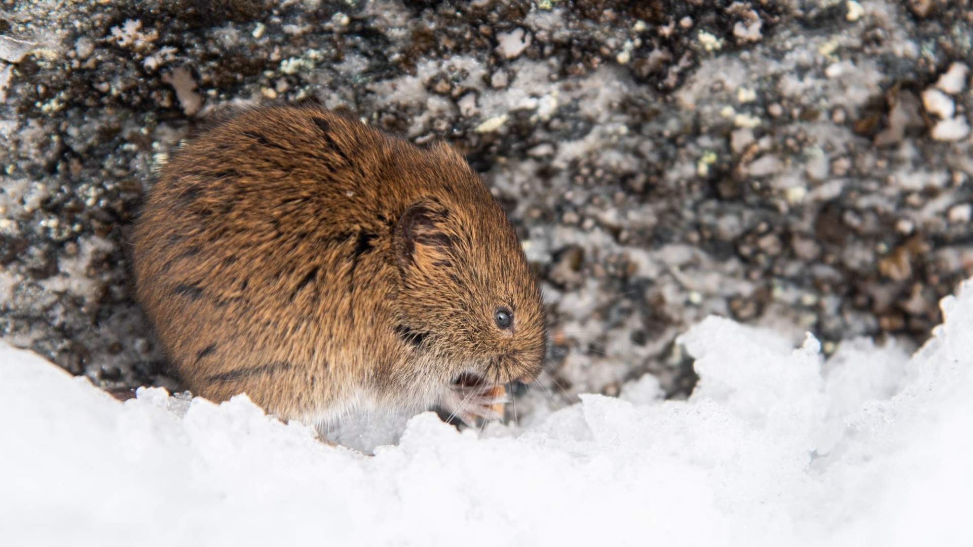 Guidet tur til Snøhetta med privat guide