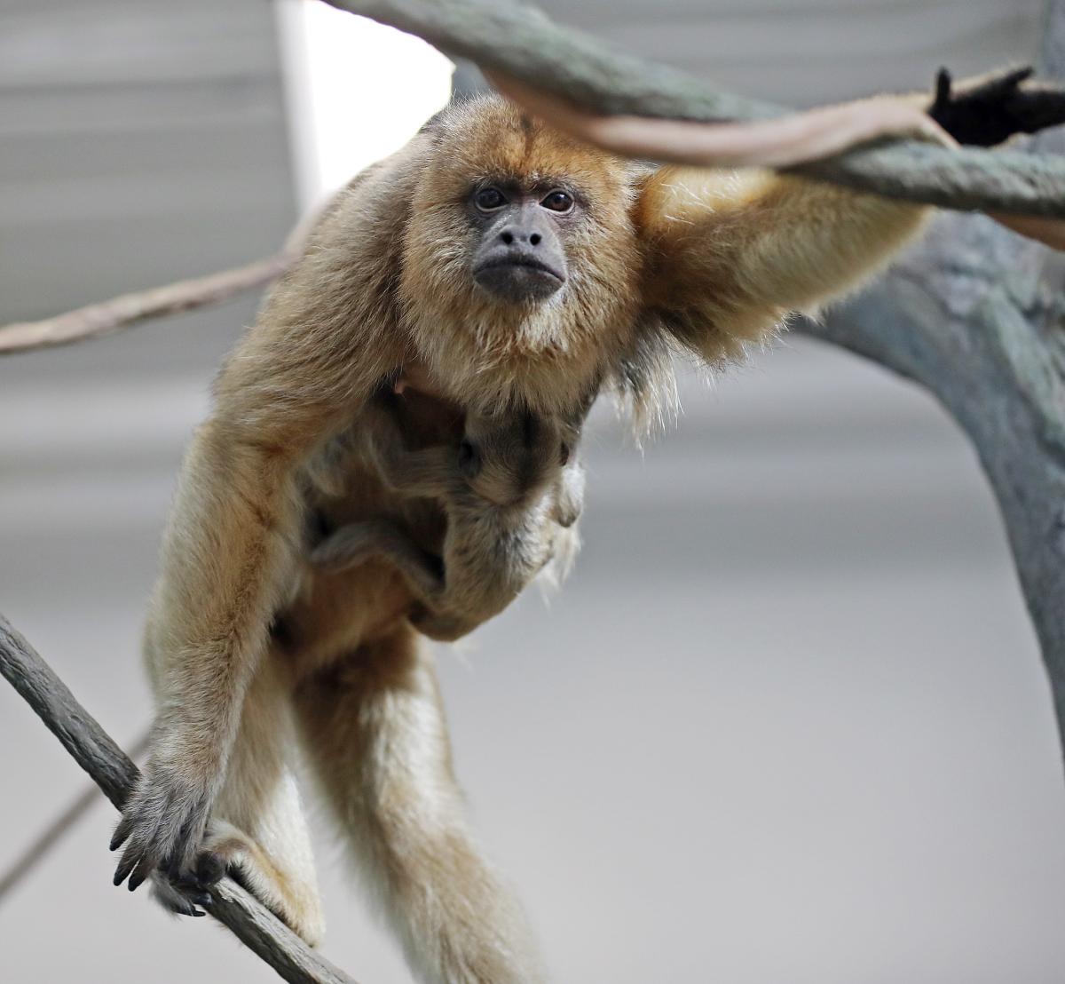 RWP Zoo Howler