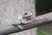 Ribbit!
