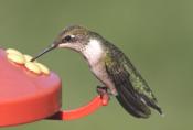 Hummingbird sipping