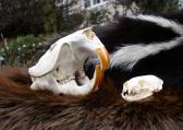 Skull and Pelt