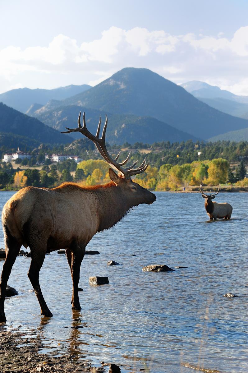 8 Fascinating Facts About Elk