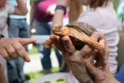 discovering-the-box-turtle.JPG