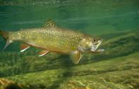 Hudson Highlands Nature Museum Hosts Trout Weekend at the Wildlife Education Center