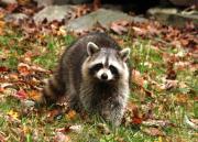 Learn about the Raccoon on Sunday, April 21 – 10 a.m. at the Hudson Highlands Nature Museum in Cornwall. Photo by Maureen Moore.
