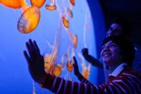 Monterey Bay Aquarium Jellyfish