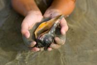 A child cups a beautiful shell in his or her hands while playing on a Golden Isles beach
