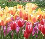 albany-tulips2.JPG