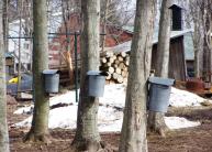 Maple Hollow Farms, 1309 county Route 85, Hannibal, will offer guided tours with samples of fresh maple syrup and three flavors of maple cream.