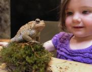 School break special open hours at the Hudson Highlands Nature Museum’s Wildlife Education Center Wednesday, March 27 - Saturday, March 30 from 12 p.m.- 4 p.m. Photos by George Potanovic, jr.