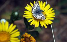 commoncheckeredskipper.jpg