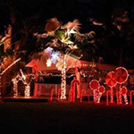 Gardens Christmas Lights Flamingo Gardens Christmas Lights Flamingo
