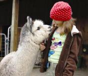 The 21st Annual Farm and Fiber Tour on April 27th and 28th offers visitors the chance to learn more about the farms and farmers, as well as the many uses for fiber produced by alpacas, goats, sheep and rabbits.