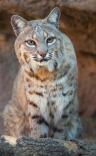 bobcat.JPG