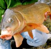 RIVER CARP – Mike McGrath of Central New York Carp Angling Service will share his tips on catching carp in local rivers at a seminar at the Brewerton Library Saturday, April 21. (Photo courtesy Central New York Carp Angling Service.)