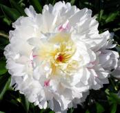 Whte peony White peony
