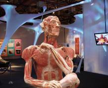 bodyworlds.jpg